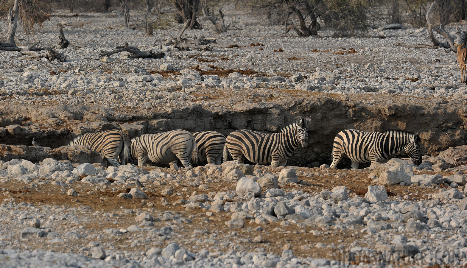 Equus quagga burchellii [400 mm, 1/2000 sec at f / 10, ISO 1600]